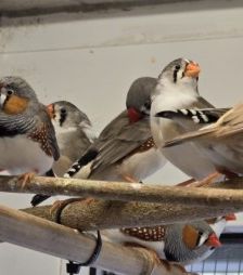 Zebrafinken – Zebrafinken (mit Megabakterien), Unbekannt, Alter unbekannt, 70195 Stuttgart-Botnang – Foto 3