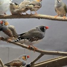 Zebrafinken – Zebrafinken (mit Megabakterien), Unbekannt, Alter unbekannt, 70195 Stuttgart-Botnang – Foto 4