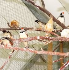 Zebrafinken – Zebrafinken (mit Megabakterien), Unbekannt, Alter unbekannt, 70195 Stuttgart-Botnang – Foto 5