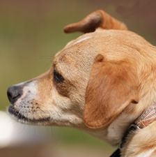 Jule – Mischling, Weibchen, 2 Jahre 2 Monate, 90537 Feucht – Foto 1