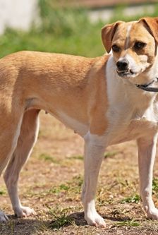 Jule – Mischling, Weibchen, 2 Jahre 2 Monate, 90537 Feucht – Foto 2