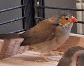 Zohra – Orangebäckchen, Weibchen, 2 Jahre, 70195 Stuttgart-Botnang – Foto 1