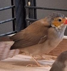 Zohra – Orangebäckchen, Weibchen, 2 Jahre, 70195 Stuttgart-Botnang – Foto 2