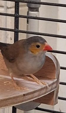 Zohra – Orangebäckchen, Weibchen, 2 Jahre, 70195 Stuttgart-Botnang – Foto 3