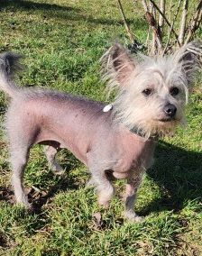 Anna – Nackthund, Weibchen, 5 Jahre, 70195 Stuttgart-Botnang – Foto 2