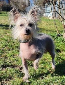 Anna – Nackthund, Weibchen, 5 Jahre, 70195 Stuttgart-Botnang – Foto 3