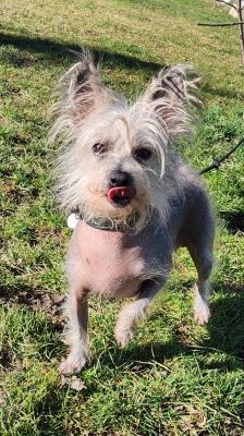 Anna – Nackthund, Weibchen, 5 Jahre, 70195 Stuttgart-Botnang – Foto 4