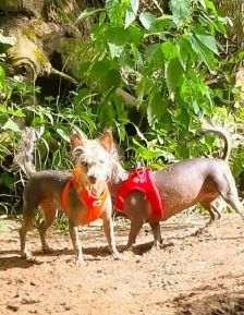 Anna – Nackthund, Weibchen, 5 Jahre, 70195 Stuttgart-Botnang – Foto 6