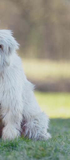 Pille – Mischling, Weibchen, 4 Jahre 2 Monate, 37520 Osterode – Foto 1