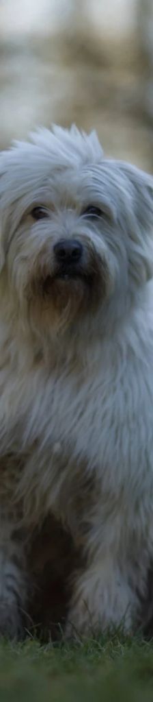 Pille – Mischling, Weibchen, 4 Jahre 2 Monate, 37520 Osterode – Foto 2