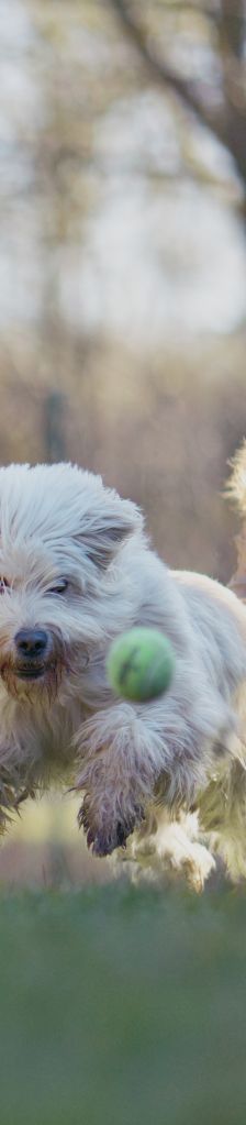 Pille – Mischling, Weibchen, 4 Jahre 2 Monate, 37520 Osterode – Foto 3