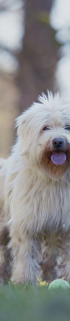 Pille – Mischling, Weibchen, 4 Jahre 2 Monate, 37520 Osterode – Foto 4