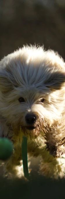Pille – Mischling, Weibchen, 4 Jahre 2 Monate, 37520 Osterode – Foto 5