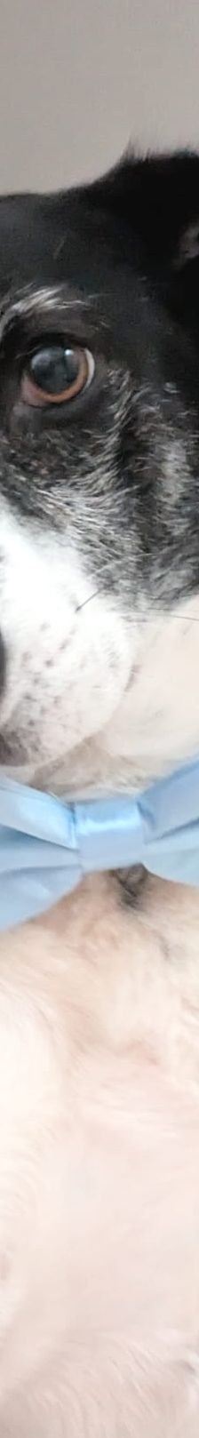 Paddock – Mischling, Männchen, 6 Jahre, 66849 Landstuhl – Foto 1