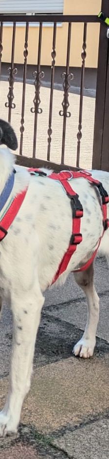 Paddock – Mischling, Männchen, 6 Jahre, 66849 Landstuhl – Foto 2
