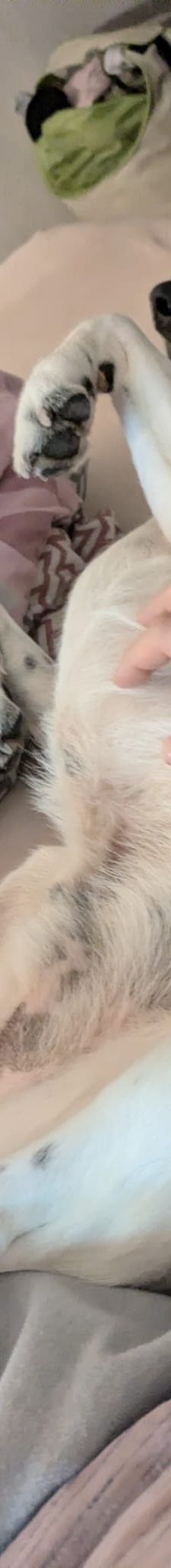 Paddock – Mischling, Männchen, 6 Jahre, 66849 Landstuhl – Foto 4