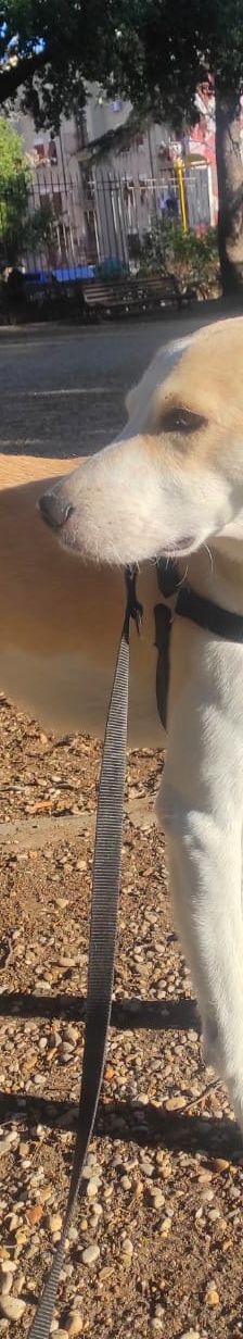 Tyron – Mischling, Männchen, 4 Jahre, Italien, Umbrien – Foto 1