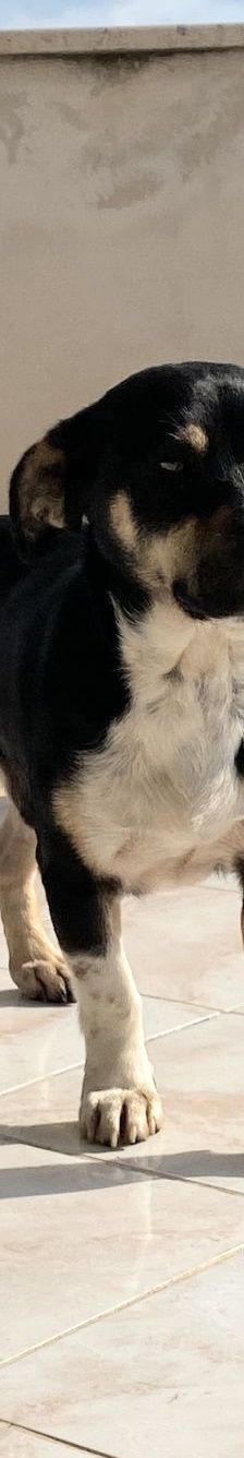 Nano – Mischling, Männchen, 2 Jahre, Italien, Umbrien – Foto 2
