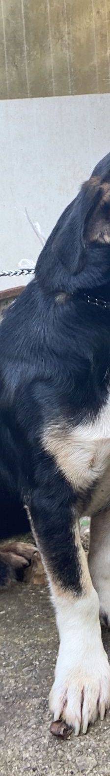 Nano – Mischling, Männchen, 2 Jahre, Italien, Umbrien – Foto 3