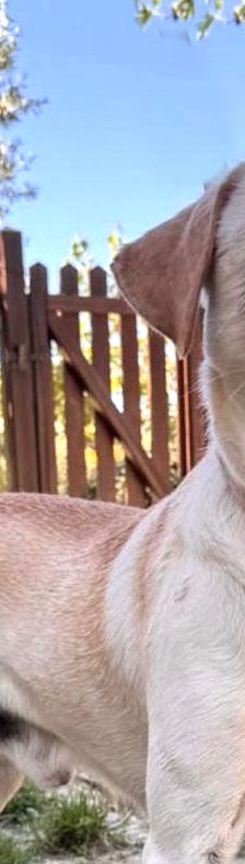 Argo – Mischling, Männchen, 1 Jahr, Italien, Umbrien – Foto 1