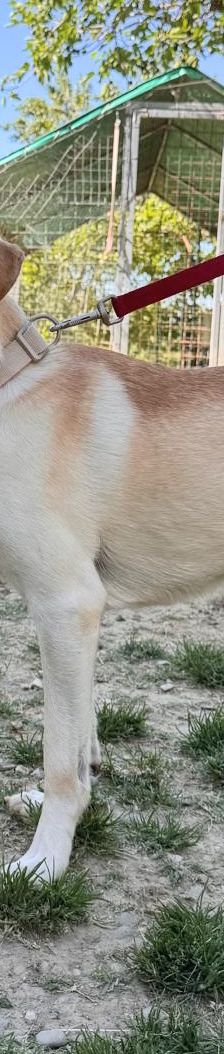 Argo – Mischling, Männchen, 1 Jahr, Italien, Umbrien – Foto 2