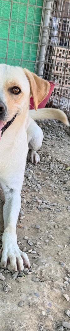 Argo – Mischling, Männchen, 1 Jahr, Italien, Umbrien – Foto 3