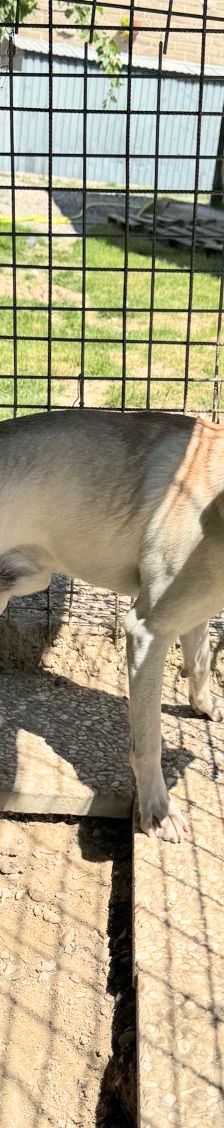 Argo – Mischling, Männchen, 1 Jahr, Italien, Umbrien – Foto 4