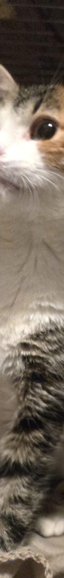 Tessa – EKH, Weibchen, 7 Monate, 76887 Oberhausen – Foto 1