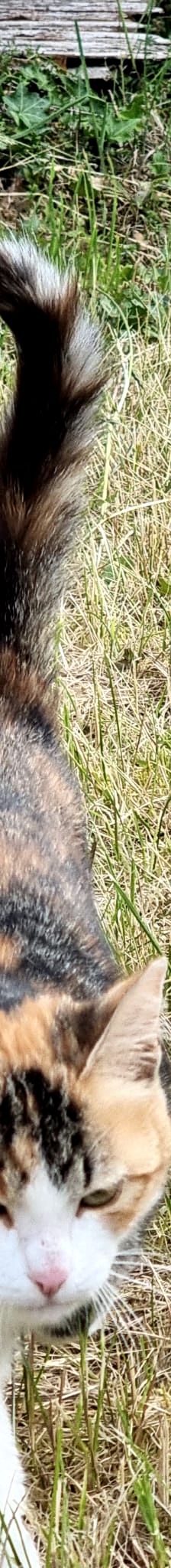 Tessa – EKH, Weibchen, 7 Monate, 76887 Oberhausen – Foto 2