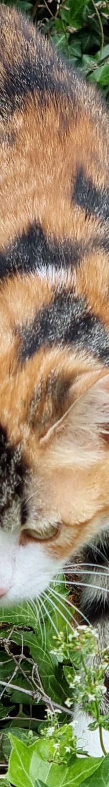 Tessa – EKH, Weibchen, 7 Monate, 76887 Oberhausen – Foto 4