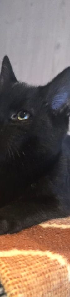 Filou – EKH, Männchen, 1 Jahr, 76831 Billigheim-Ingenheim – Foto 1