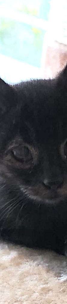 Filou – EKH, Männchen, 1 Jahr, 76831 Billigheim-Ingenheim – Foto 2