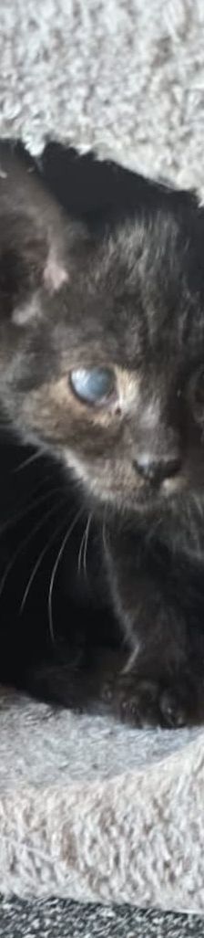 Filou – EKH, Männchen, 1 Jahr, 76831 Billigheim-Ingenheim – Foto 4