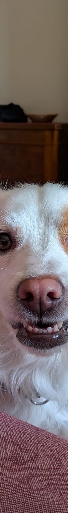 Mia – Mischling, Weibchen, 3 Jahre 6 Monate, Italien, Umbrien – Foto 2