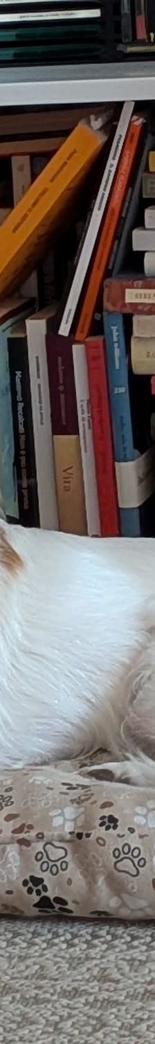Mia – Mischling, Weibchen, 3 Jahre 6 Monate, Italien, Umbrien – Foto 3