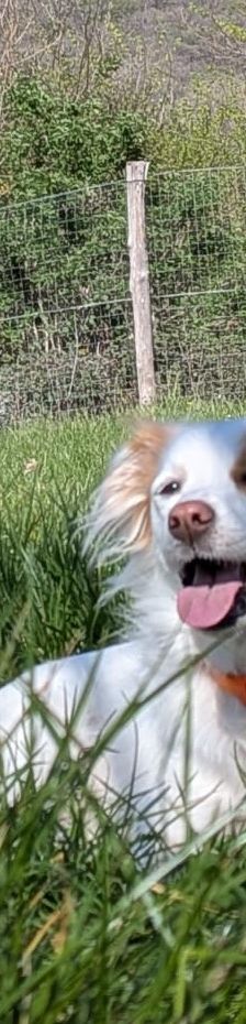 Mia – Mischling, Weibchen, 3 Jahre 6 Monate, Italien, Umbrien – Foto 4