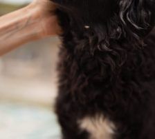 Milena – Mischling, Weibchen, Alter unbekannt, Nordic Strays e.V. – Foto 2