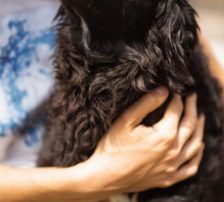 Milena – Mischling, Weibchen, Alter unbekannt, Nordic Strays e.V. – Foto 3