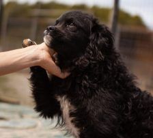 Milena – Mischling, Weibchen, Alter unbekannt, Nordic Strays e.V. – Foto 4