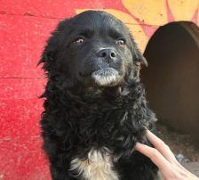 Milena – Mischling, Weibchen, Alter unbekannt, Nordic Strays e.V. – Foto 5