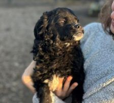 Milena – Mischling, Weibchen, Alter unbekannt, Nordic Strays e.V. – Foto 6