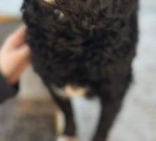 Milena – Mischling, Weibchen, Alter unbekannt, Nordic Strays e.V. – Foto 7