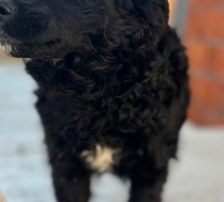 Milena – Mischling, Weibchen, Alter unbekannt, Nordic Strays e.V. – Foto 8