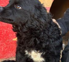 Milena – Mischling, Weibchen, Alter unbekannt, Nordic Strays e.V. – Foto 9