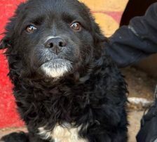 Milena – Mischling, Weibchen, Alter unbekannt, Nordic Strays e.V. – Foto 10