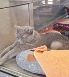 Barsik – Britisch Kurzhaar, Männchen, Alter unbekannt, 13057 Berlin – Foto 5