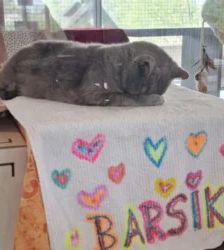 Barsik – Britisch Kurzhaar, Männchen, Alter unbekannt, 13057 Berlin – Foto 9