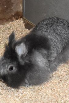 Bunny – Löwenkopfmix-Zwergkaninchen, Weibchen, Alter unbekannt, 90537 Feucht – Foto 3