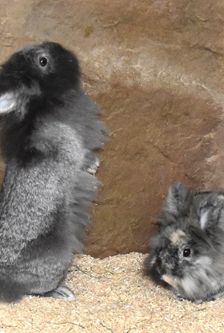Bunny – Löwenkopfmix-Zwergkaninchen, Weibchen, Alter unbekannt, 90537 Feucht – Foto 5