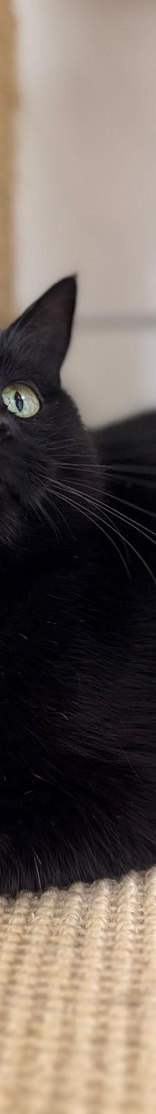 Zoe – EKH, Weibchen, 5 Monate, 97816 Lohr – Foto 1